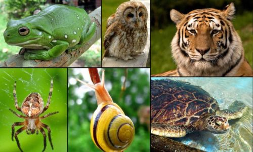 Piccole curiosità: 22 Maggio è la Giornata mondiale della biodiversità! Qui vicino c’è una perla di area protetta! Ecco il video… ti piace?