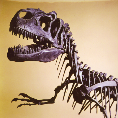 Questa immagine ha l'attributo alt vuoto; il nome del file è Allosaurus-preview-1-3.jpg